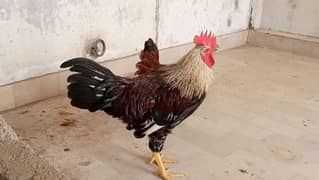 Healthy Misri Murgha Murghi For sale