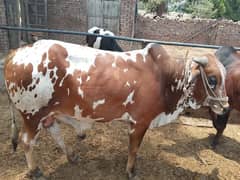 qurbani