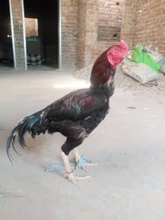 aseel lakha