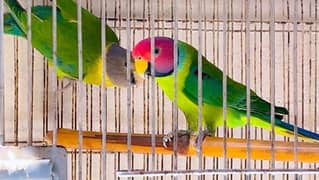 plum head pair
