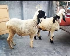 chatra for sale