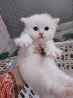 perssian kitten blue eyes
