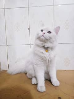 white Persian cat