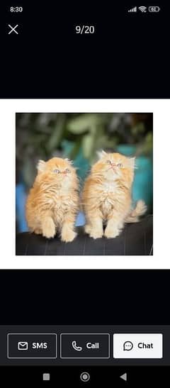 parshion punch face triple cote kitten cat male and female