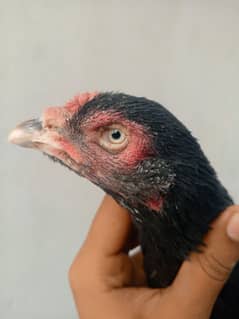 Aseel mianwali aseel mushqi maadi Aseel madi