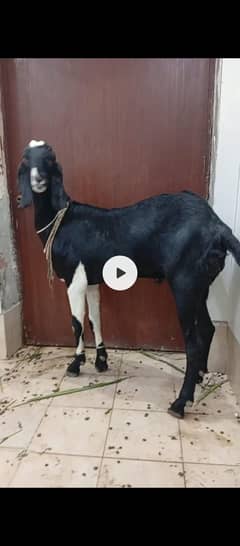 eid