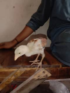 2 months  ka chicken ha