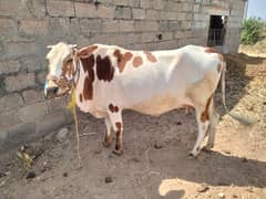 Female Cow