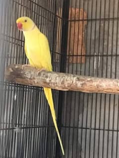 Yellow Ringneck Breeder Male Lutino