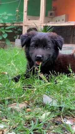 long coat black German Shepherd puppy