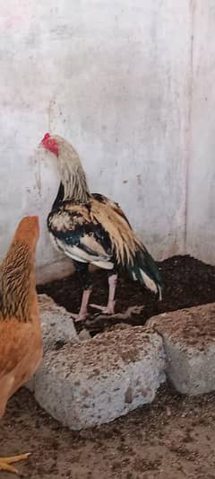 Some Aseel Breeder Females & Java Male & Baramah Pair For Sale