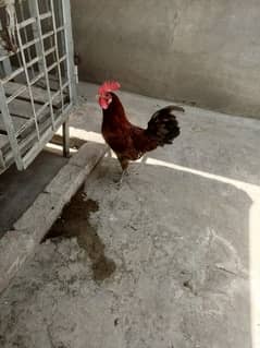 Desi murga