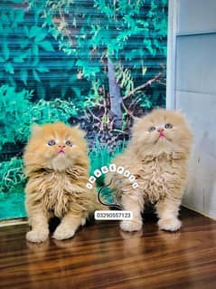 parshion punch face triple cote kitten cat male and female