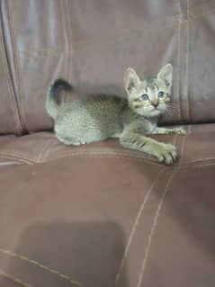 Kitten