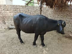 qurbani