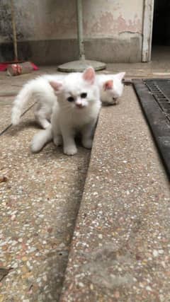 pair of quality kittens for sale age 45 days