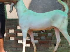 RAJANPURI