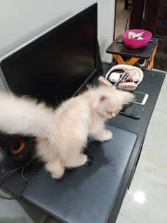 PERSIAN KITTEN