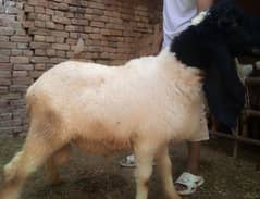 DASI