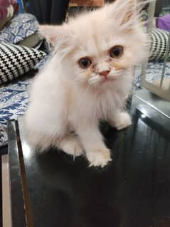 PERSIAN KITTEN