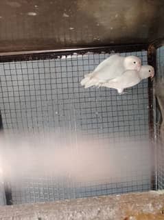 Albino