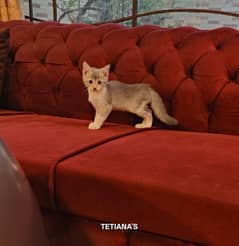 2 month old kittens, need a beautiful home and a loving family