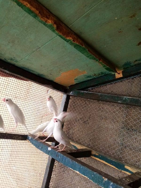 White java split albino java bounded pairs 0
