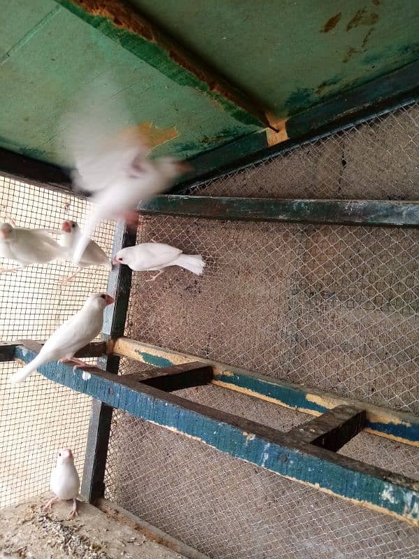 White java split albino java bounded pairs 2