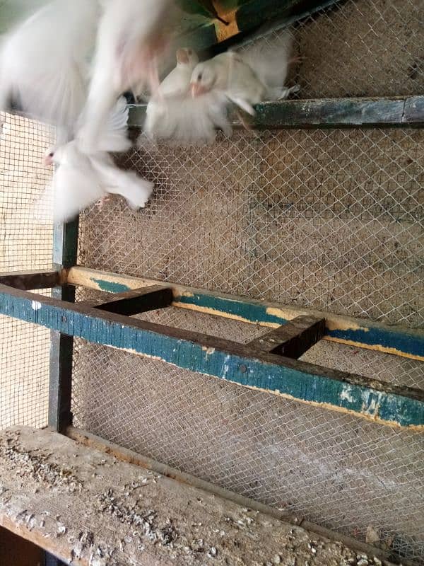 White java split albino java bounded pairs 3