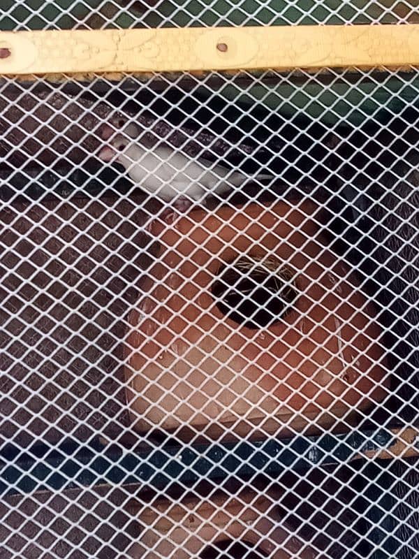 White java split albino java bounded pairs 6