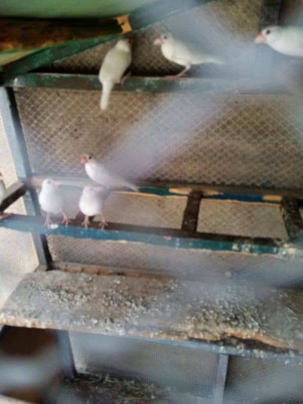 White java split albino java bounded pairs 8