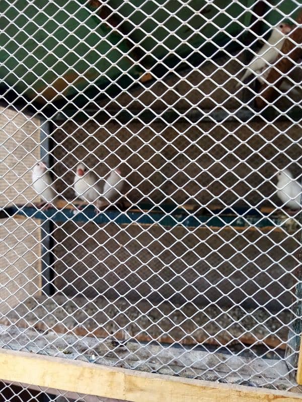 White java split albino java bounded pairs 10