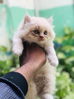 Female triple coat punch face