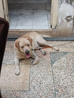 Labrador Dog For Sale