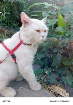White persian Cat for sale