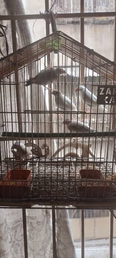 Fawn white jawa , budgie