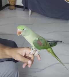 Raw Parrot female trained