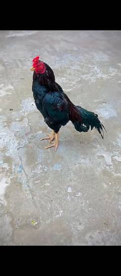 Bohat He Acha Patha hi