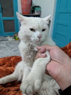 Doll face Double courted White Persian Cat
