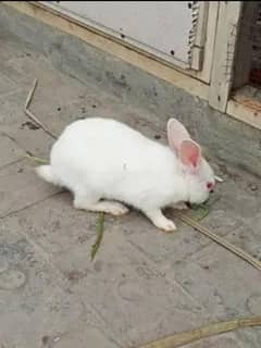 Red eyes rabbit  white colour