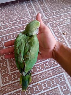 green ring neck chicks
