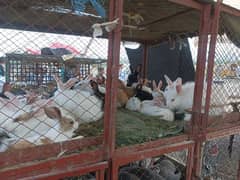 rabbits