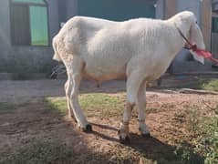 Kajla