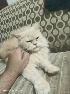Persian Triple coated Light Brown color