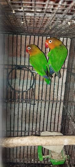 love bird breeder pair available