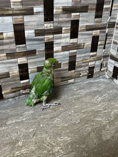 Green talking parrot baby