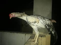 aseel