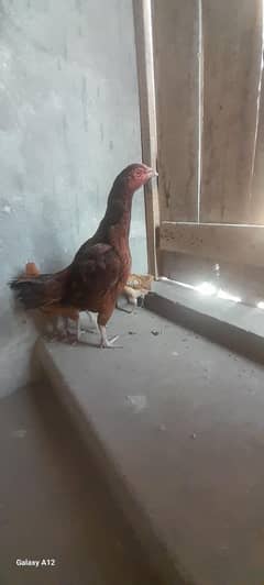 aseel