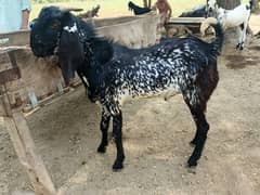 Bakra/