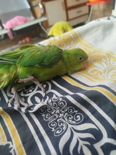 green parrot